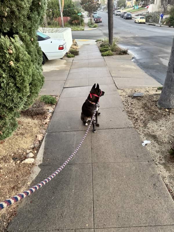 A picture of a black dog named Bowie sitting, taken on December 16 2025 at 6:37 am